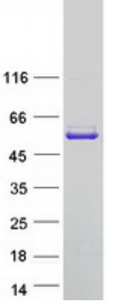 SDS PAGE (GSR-3139H).jpg